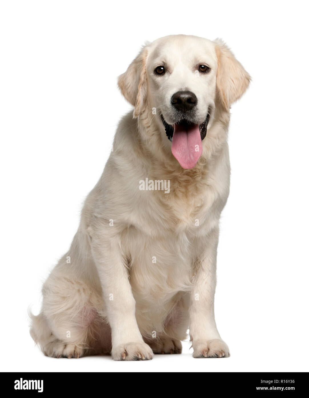 Golden Retriever, 7 months old, panting in front of white background Stock  Photo - Alamy