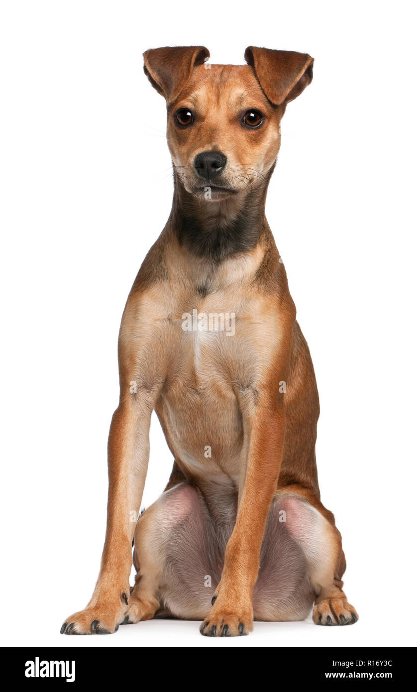 Mixed-breed dog, 7 months old, standing in front of white background Stock Photo