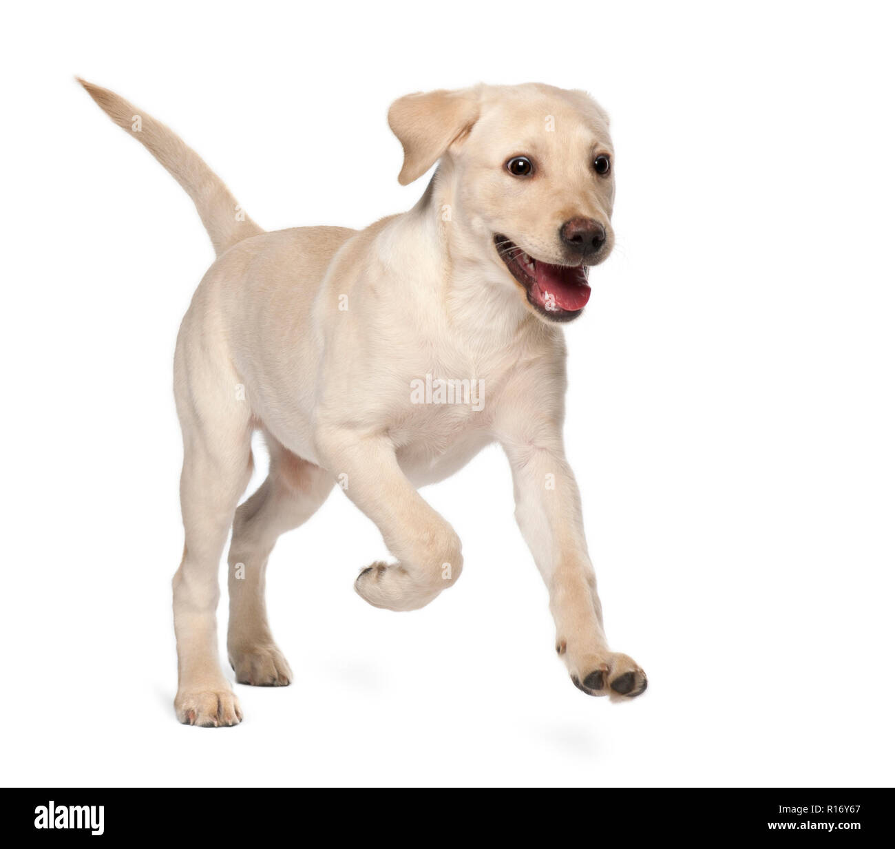 Young Labrador Retriever 4 months old Stock Photo Alamy