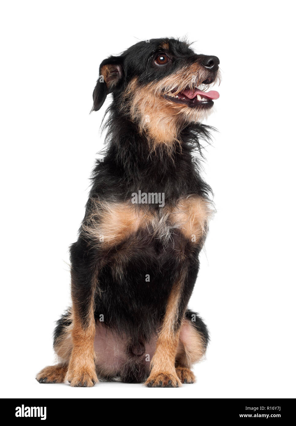 Crossbreed dog sitting against white background Stock Photo - Alamy