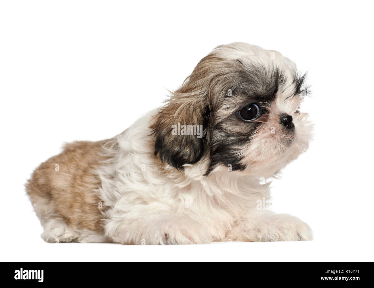 Shih Tzu puppy, 2 months old, lying against white background Stock