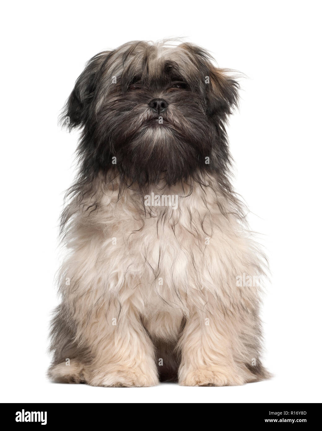 Lhasa apso sitting against white background Stock Photo