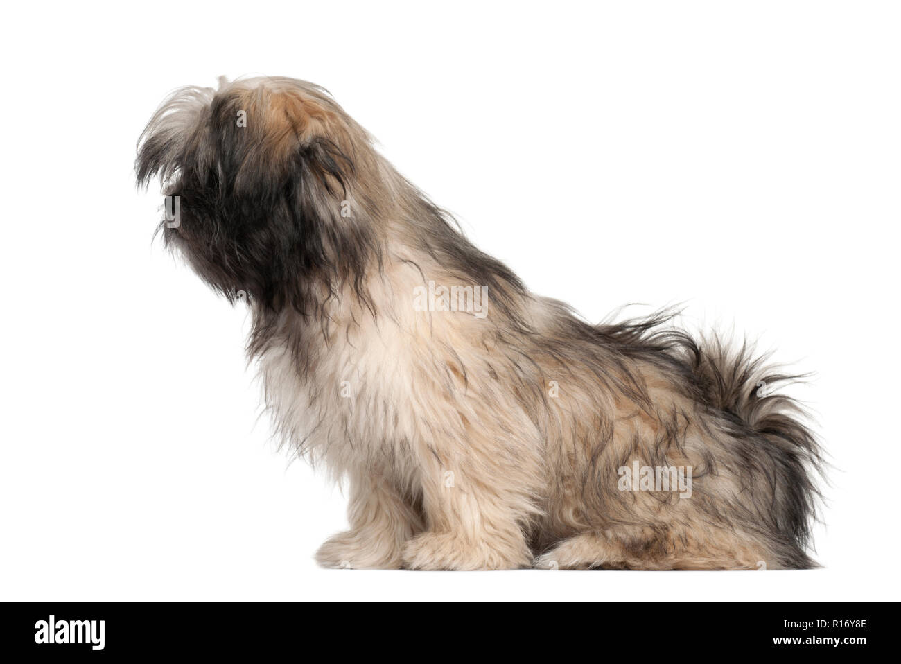 Lhasa apso sitting against white background Stock Photo