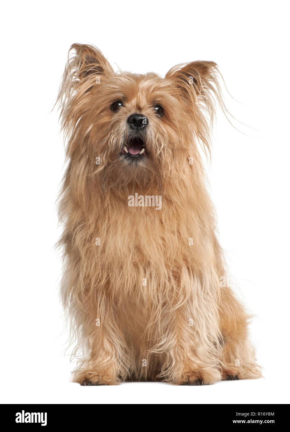 Cross breed, 8 years old, sitting against white background Stock Photo