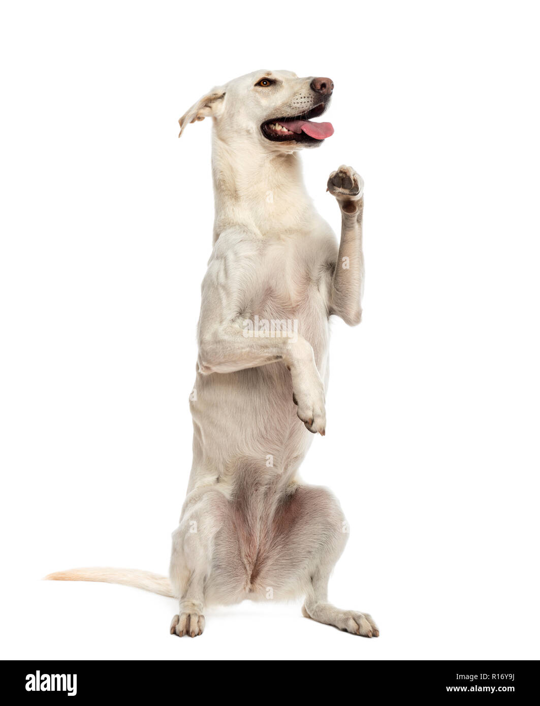 Crossbreed dog standing on hind legs against white background Stock Photo