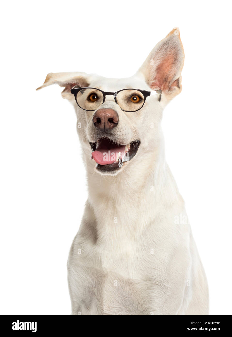 Crossbreed dog wearing glasses against white background Stock Photo - Alamy