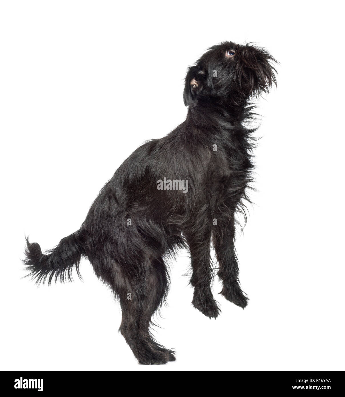 Side view of Griffon Bruxellois, 2 years old, standing on hind legs and looking up against white background Stock Photo