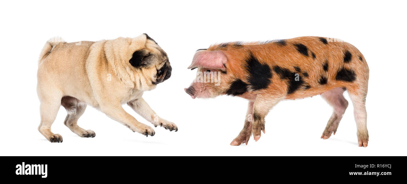 Oxford Sandy and Black piglet, 9 weeks old, playing with a Pug against white background Stock Photo