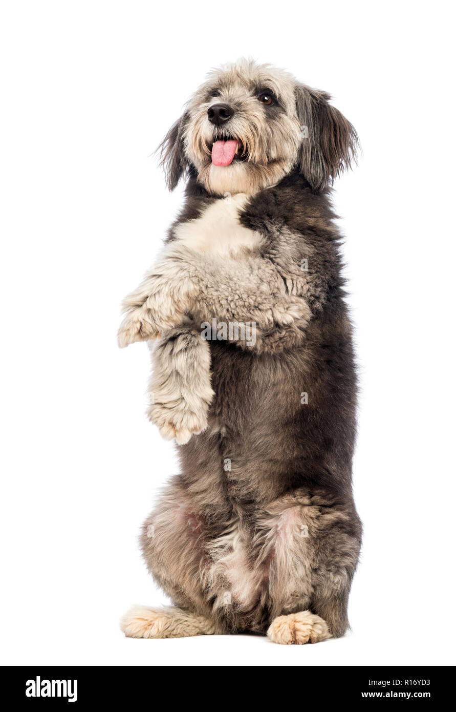 Crossbreed, 4 years old, standing on hind legs, panting and looking up in front of white background Stock Photo