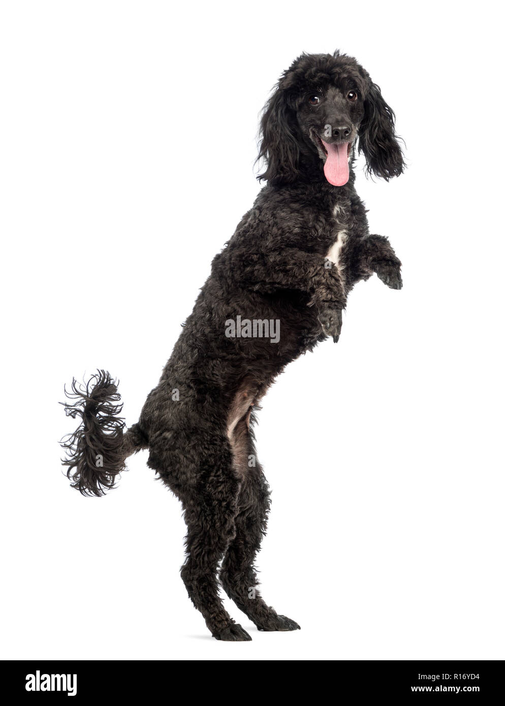 Poodle, 5 years old, in front of white background Stock Photo