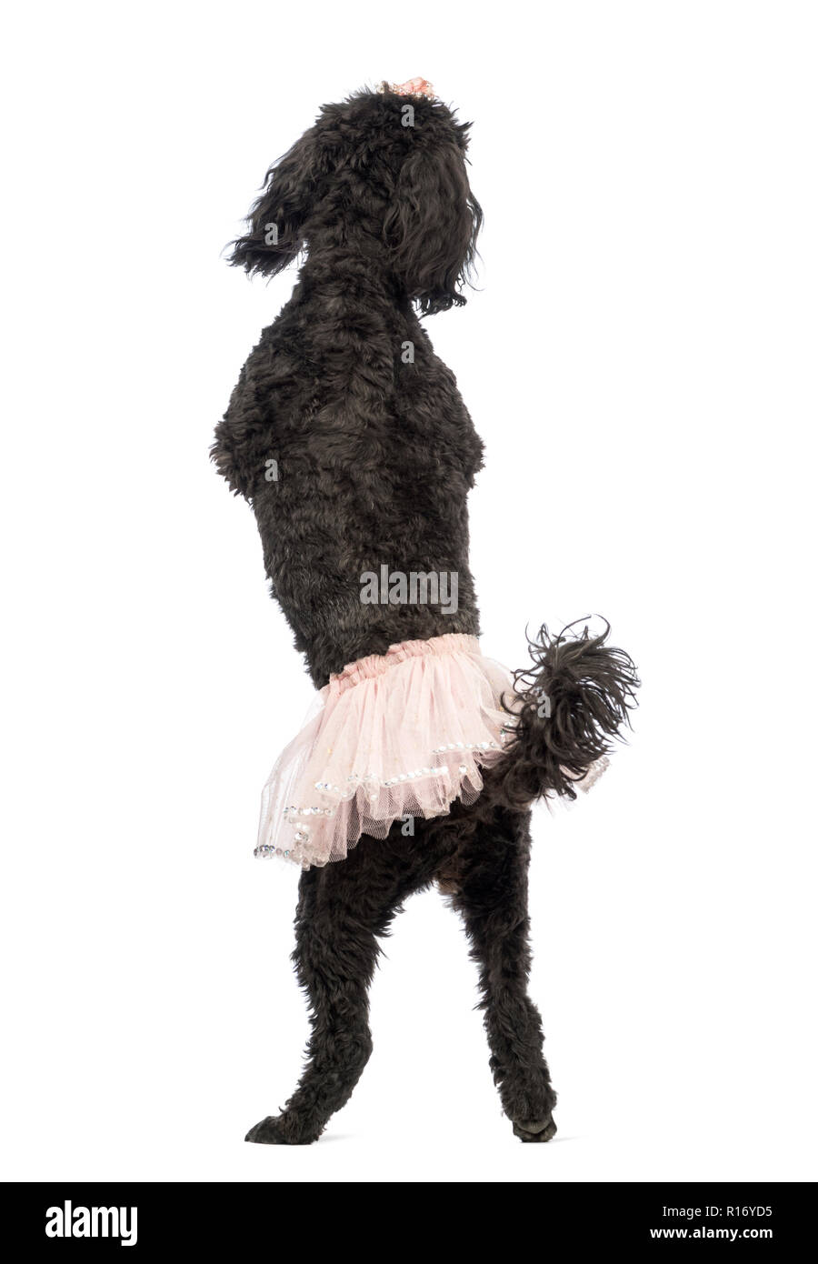 Rear view of a Poodle, 5 years old, standing, dancing and wearing a pink tutu in front of white background Stock Photo