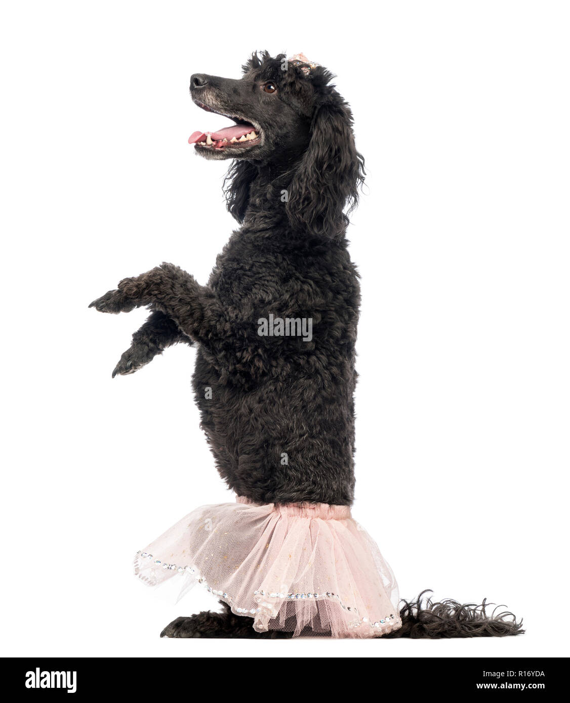Poodle, 5 years old, standing on hind legs, wearing a pink tutu and looking up in front of white background Stock Photo