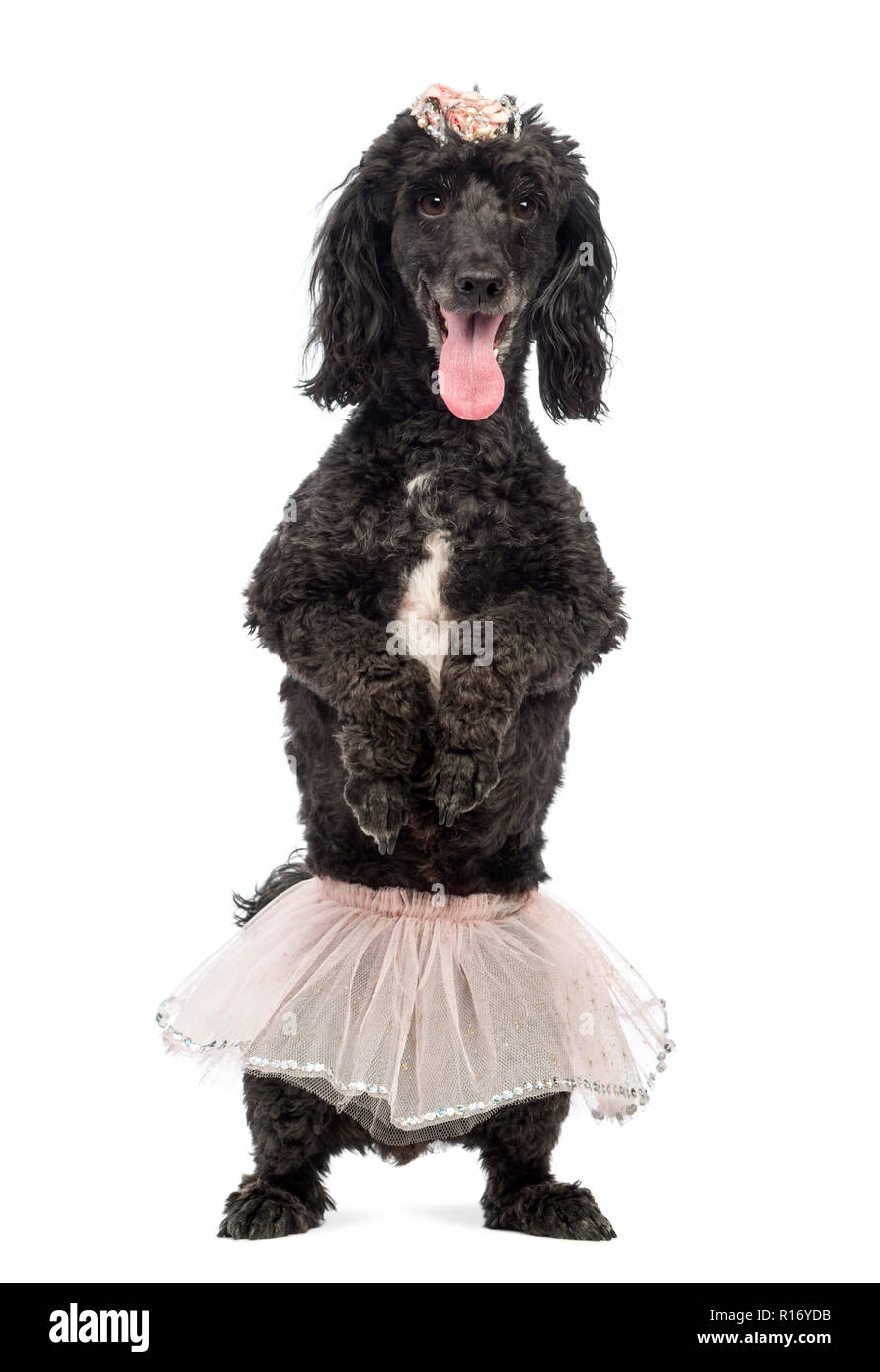 Poodle, 5 years old, standing on hind legs, wearing a pink tutu and panting in front of white background Stock Photo