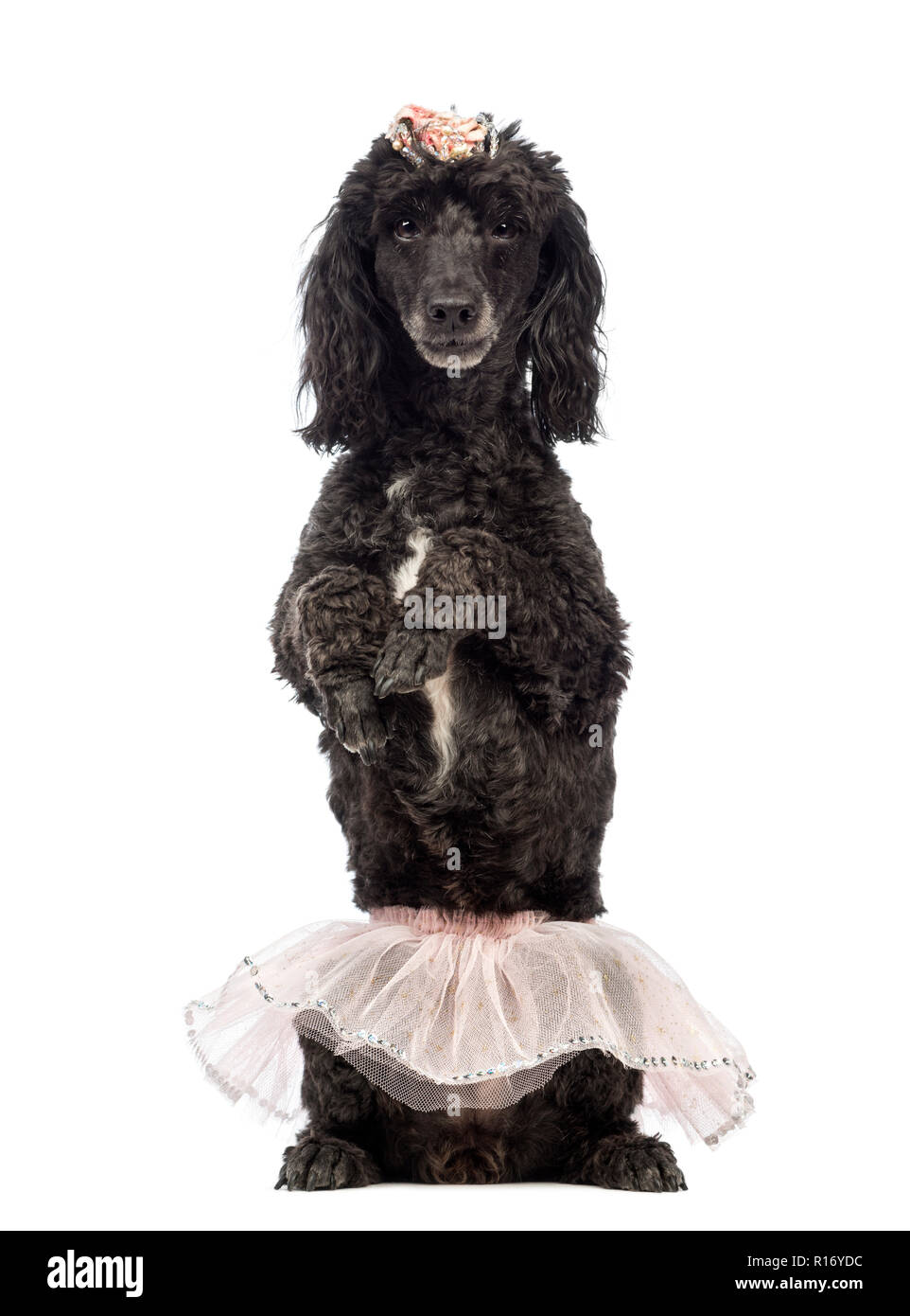 Poodle, 5 years old, standing on hind legs, wearing a pink tutu and looking at the camera in front of white background Stock Photo