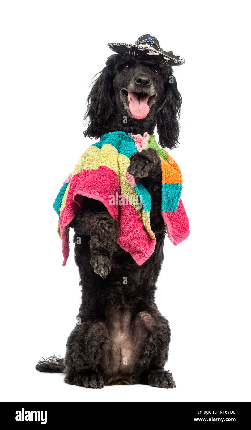 Poodle, 5 years old, standing on hind legs, wearing a poncho and a sombrero and panting in front of white background Stock Photo