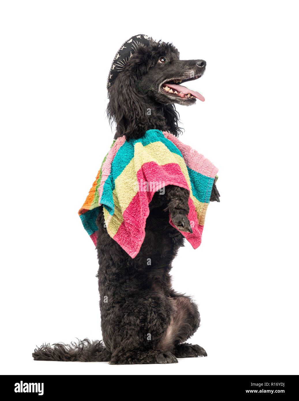 Side view of a Poodle, 5 years old, standing on hind legs, wearing a poncho and a sombrero and looking up in front of white background Stock Photo