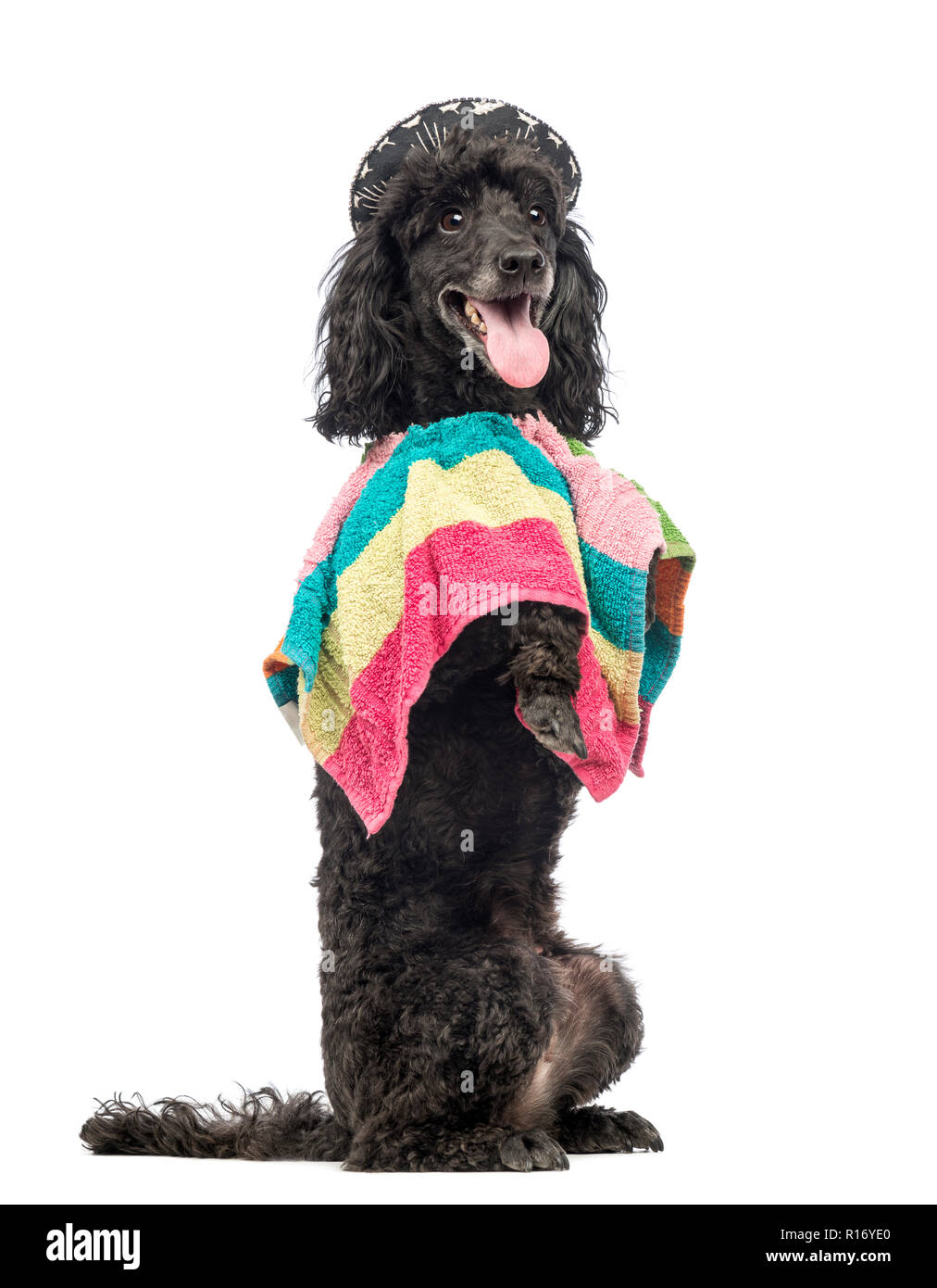 Poodle, 5 years old, standing on hind legs, wearing a poncho and a sombrero and panting in front of white background Stock Photo