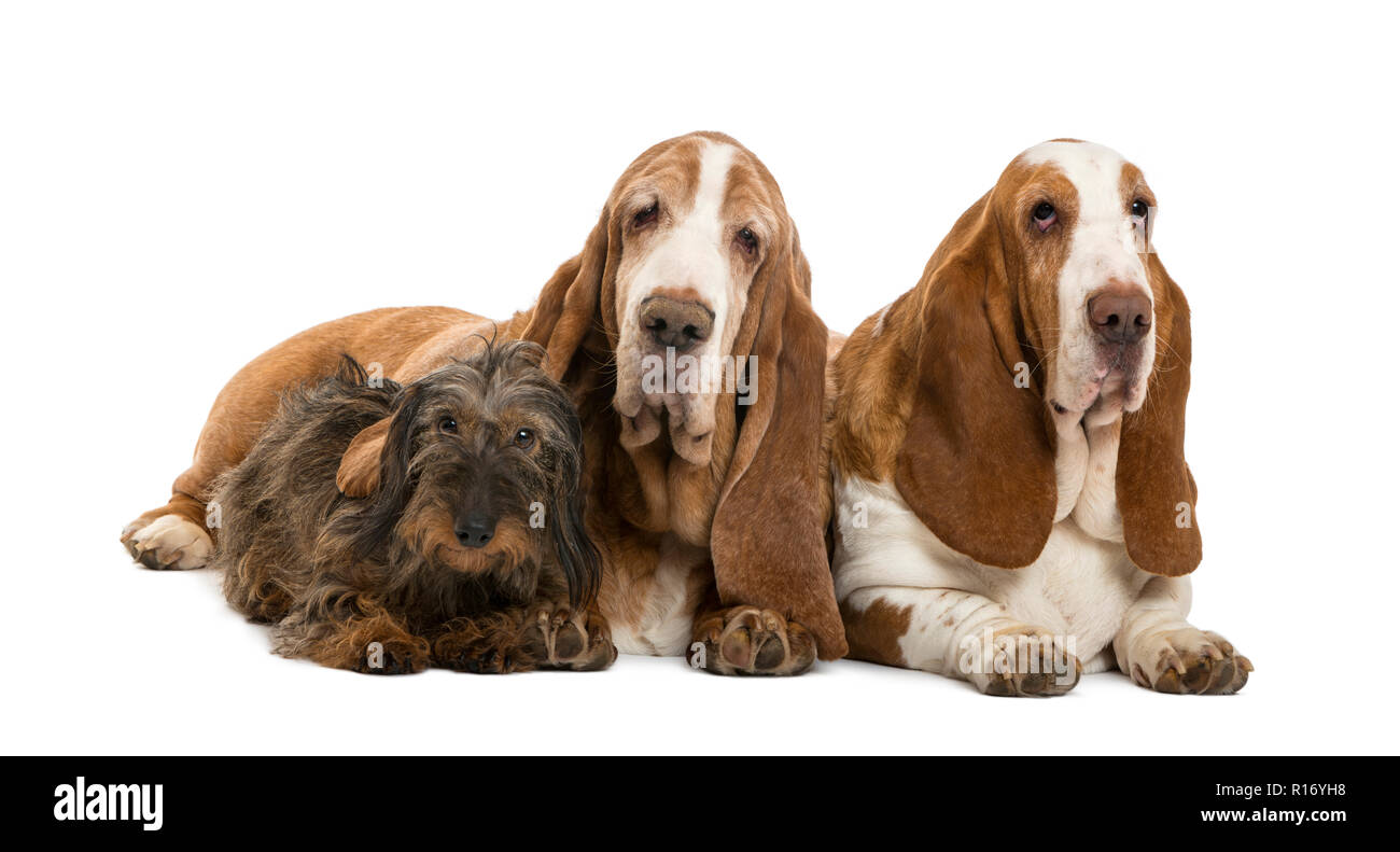 Basset daschund best sale