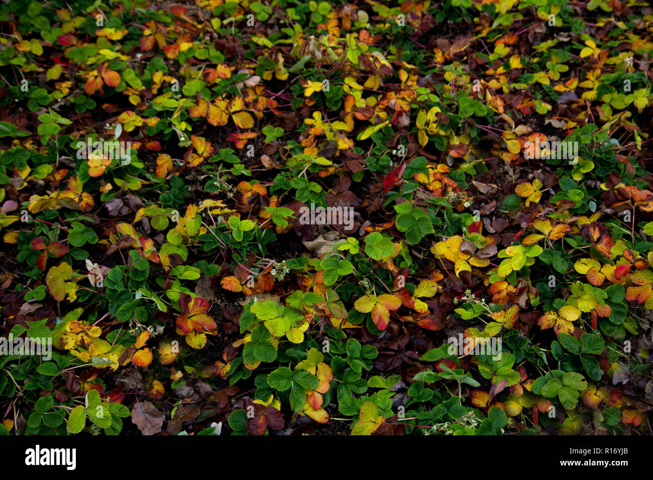 Autumn bed of strawberries with colorful leaves in late autumn Stock Photo