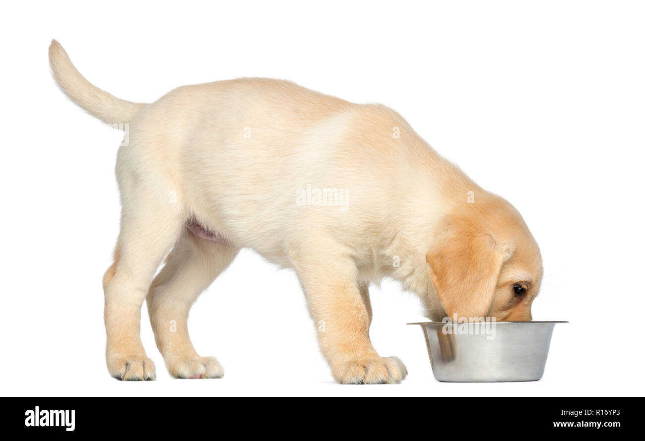 Labrador 2 clearance month puppy diet