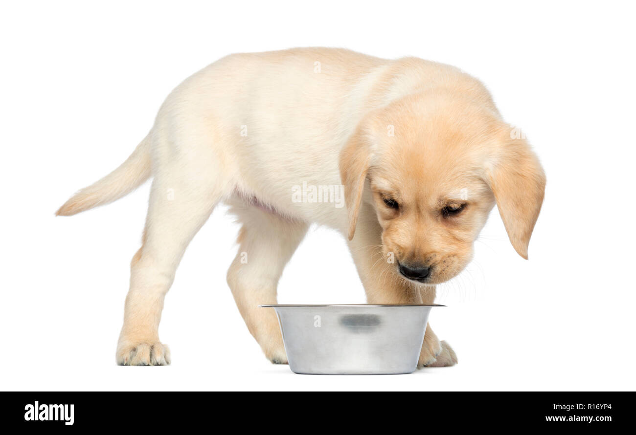 Labrador Retriever Puppy Standing And Looking Into His Dog Bowl, 2 Months  Old, Isolated On White Stock Photo - Alamy
