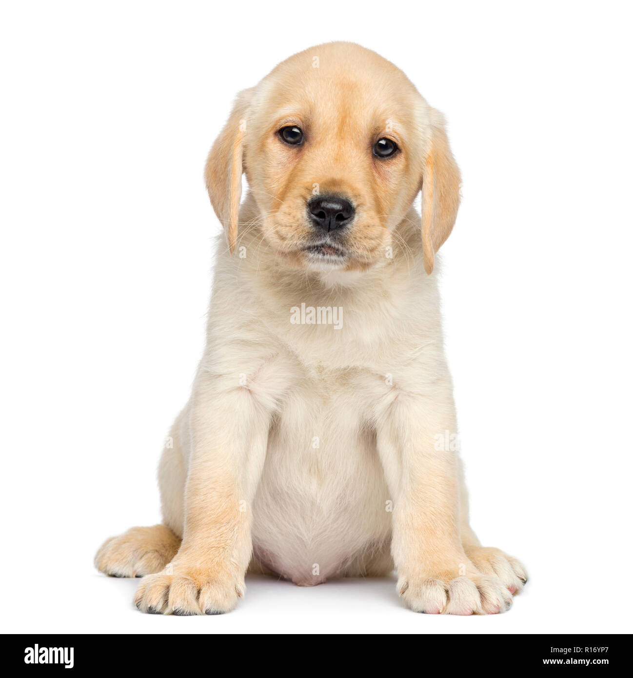 Labrador Puppy sitting and facing, isolated on white Stock Photo - Alamy