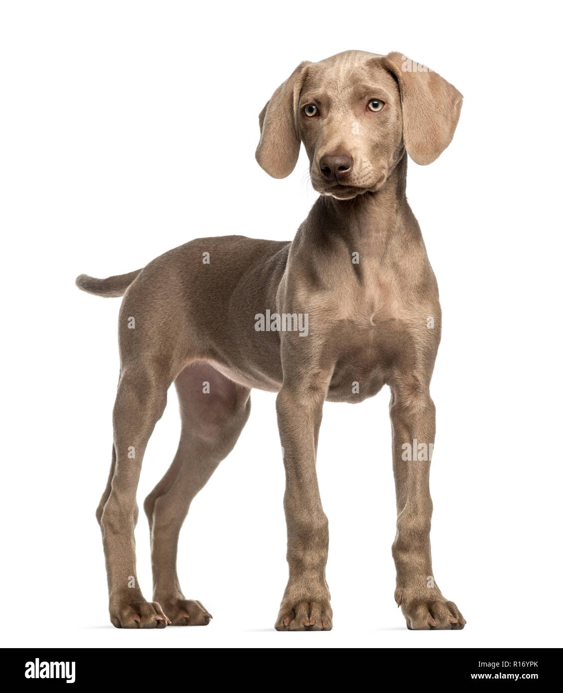 Weimaraner puppy, 2,5 months old, standing, isolated on white Stock Photo