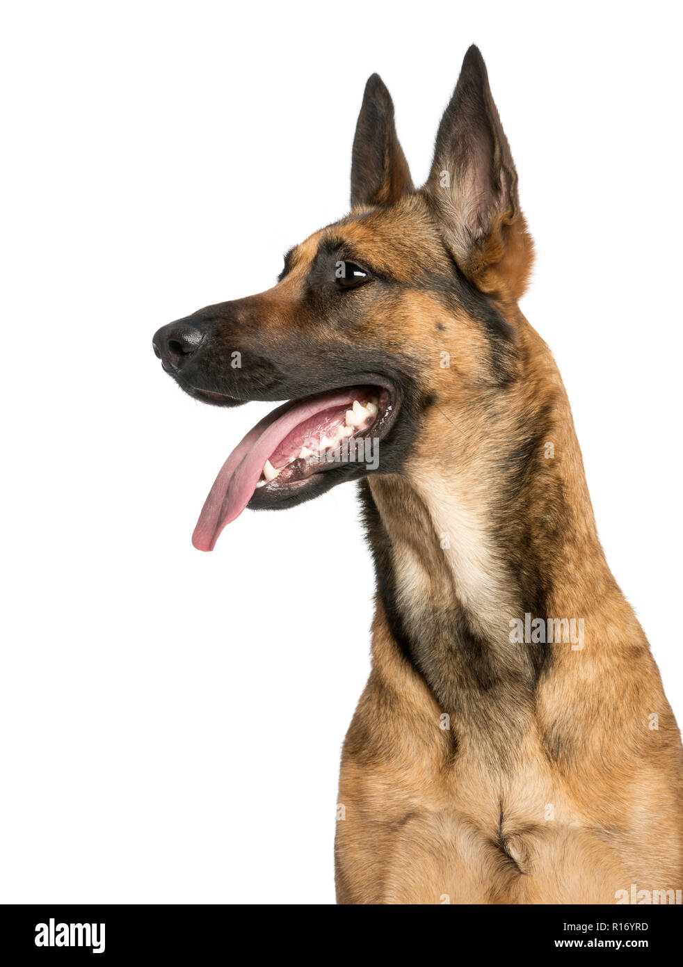 Close-up of a Belgian Shepherd Dog, 1 year old Stock Photo