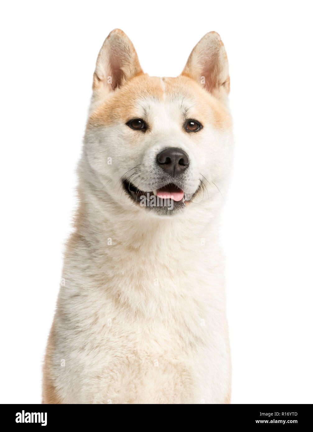 Close-up of an Akita Inu looking away, 2 years old, isolated on white Stock  Photo - Alamy