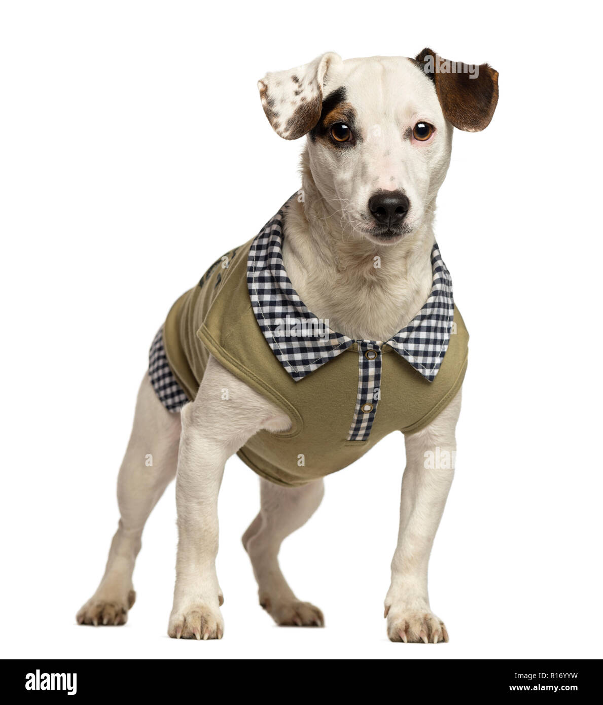jack russell dressed up