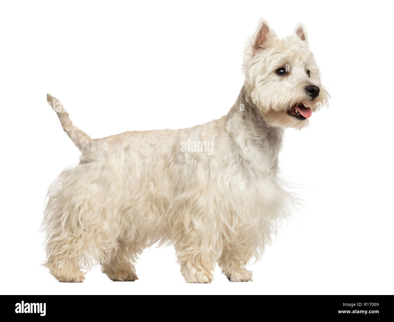 Side view of a West Highland White Terrier panting, 18 months old, isolated on white Stock Photo