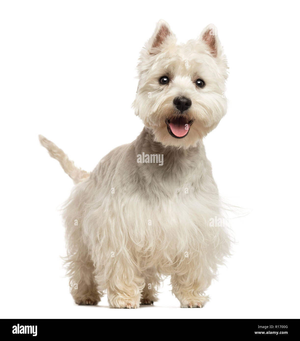 West Highland White Terrier panting, looking happy, 18 months old, isolated on white Stock Photo