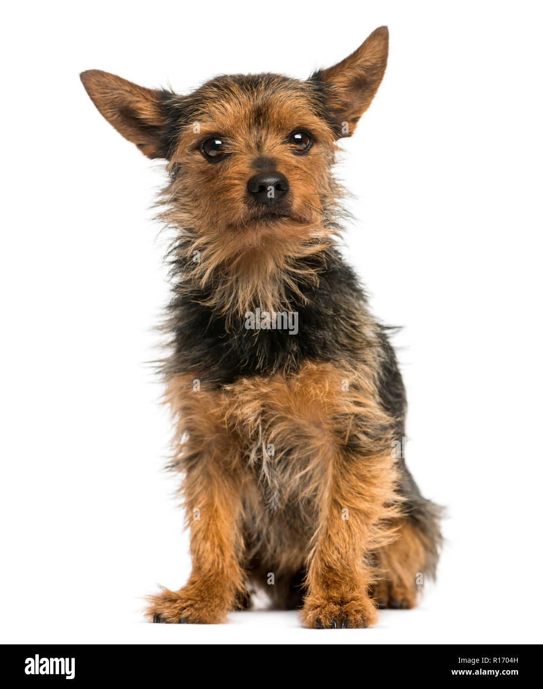 Yorkshire Terrier sitting, 8 years old, isolated on white Stock Photo