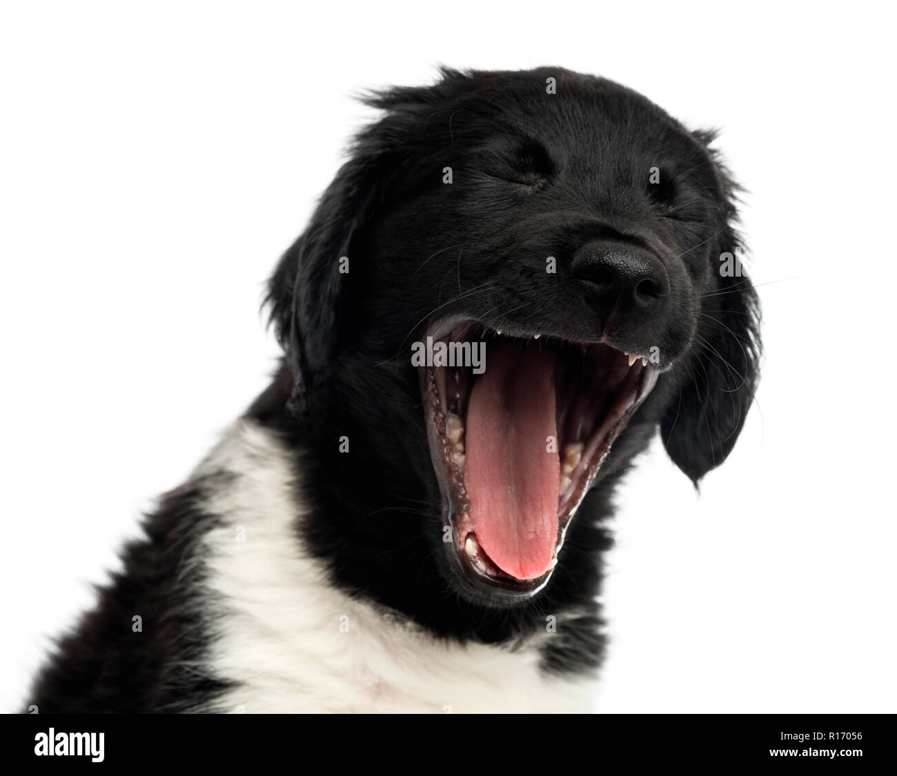 Close-up of a Stabyhoun puppy yawning, isolated on white Stock Photo ...