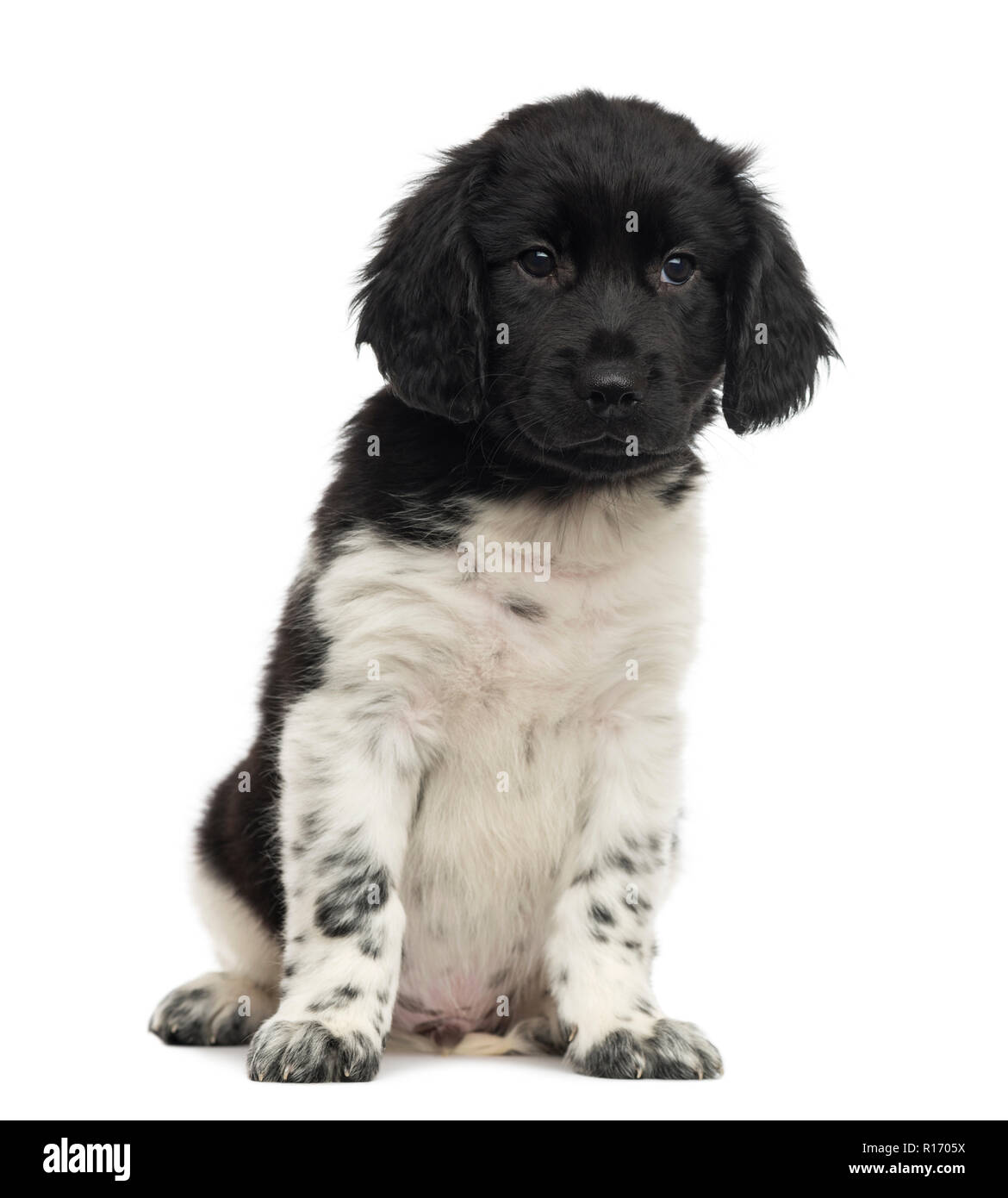 Front view of a Stabyhoun puppy sitting, isolated on white Stock Photo ...
