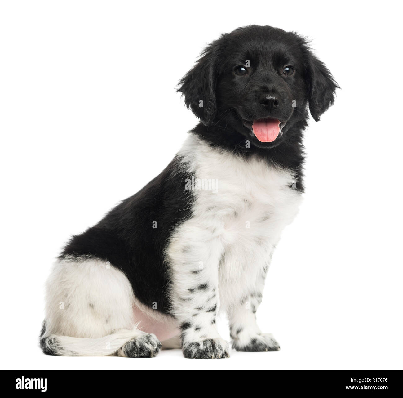 Stabyhoun puppy sitting, panting, isolated on white Stock Photo - Alamy