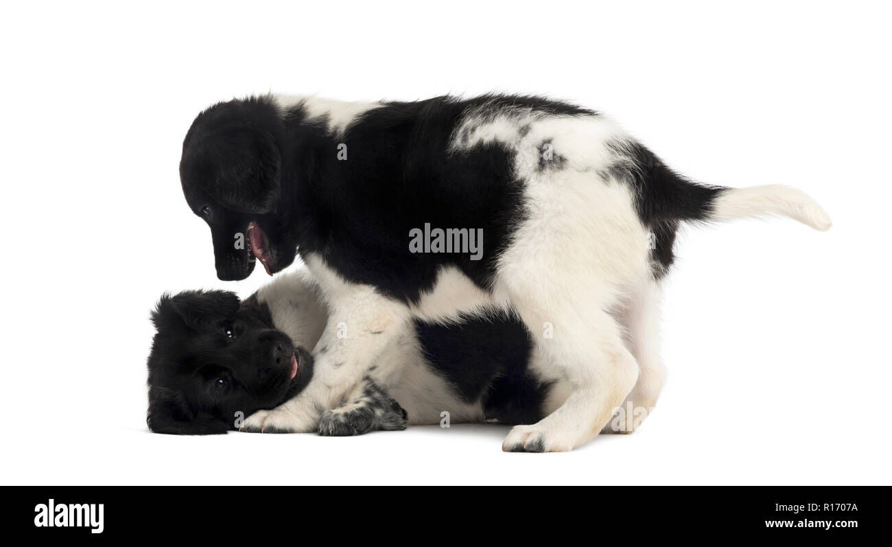 Stabyhoun puppies playing together, isolated on white Stock Photo - Alamy