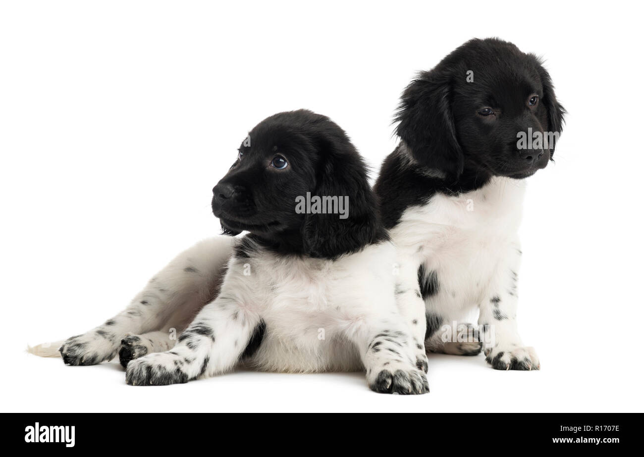 Two Stabyhoun puppies, isolated on white Stock Photo - Alamy