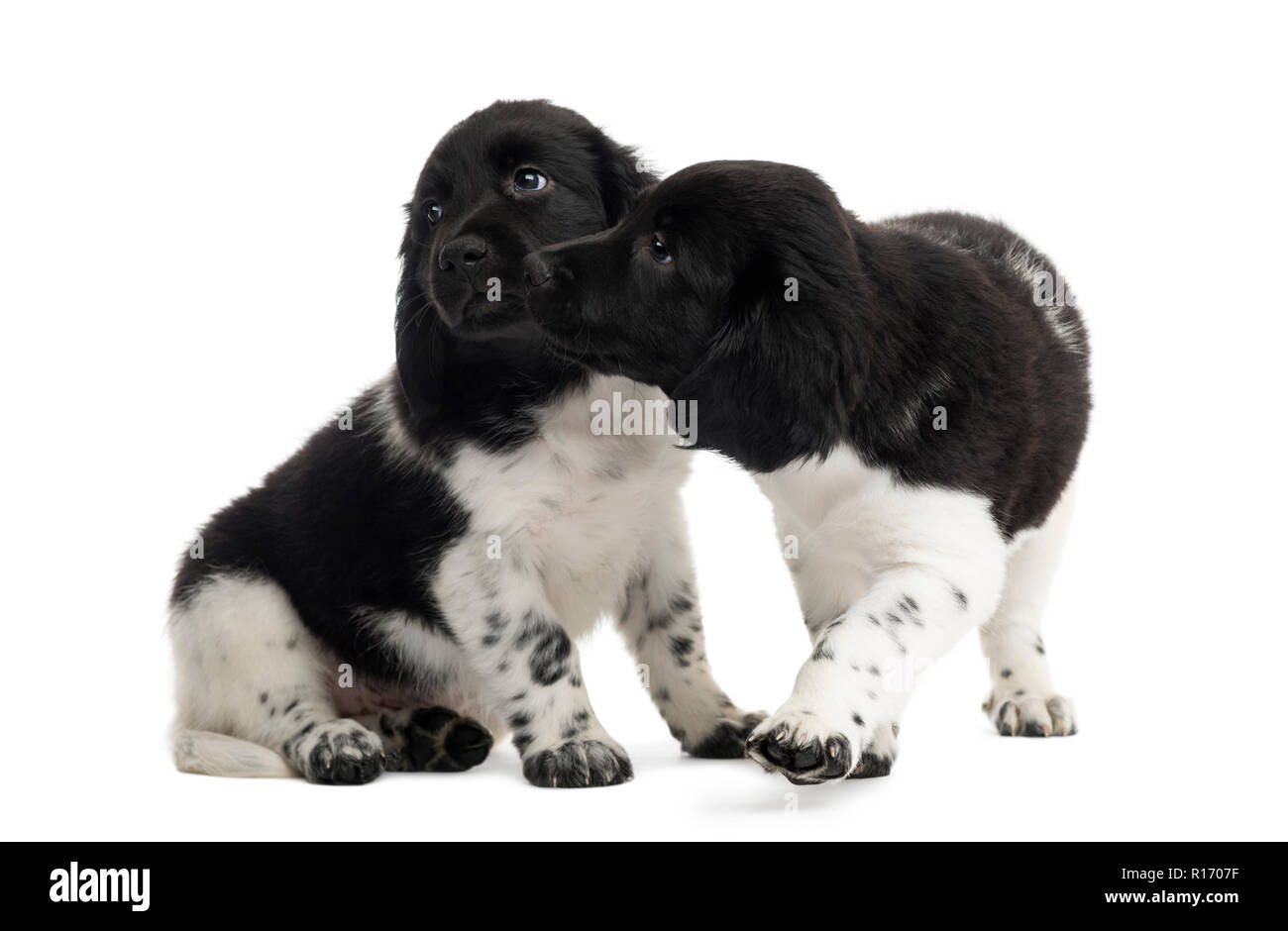 Two Stabyhoun puppies cuddling together, isolated on white Stock Photo ...