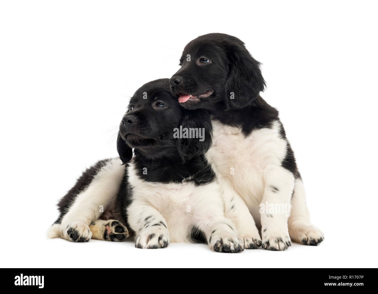 Two Stabyhoun puppies cuddling together, isolated on white Stock Photo ...