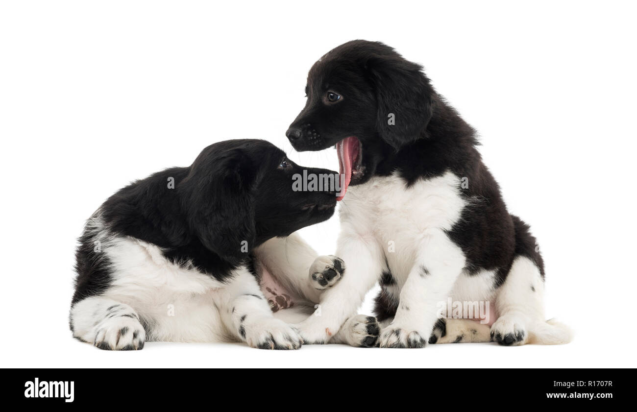 Two Stabyhoun puppies cuddling together, isolated on white Stock Photo ...