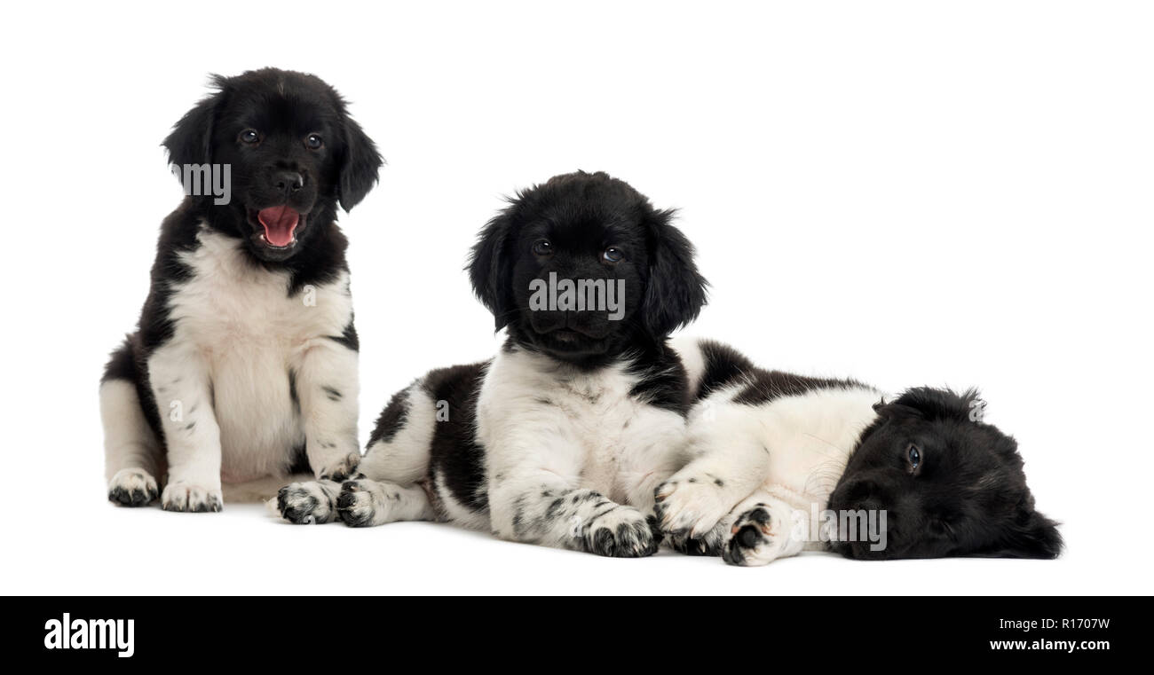 Group of Stabyhoun puppies resting in a row, isolated on white Stock ...