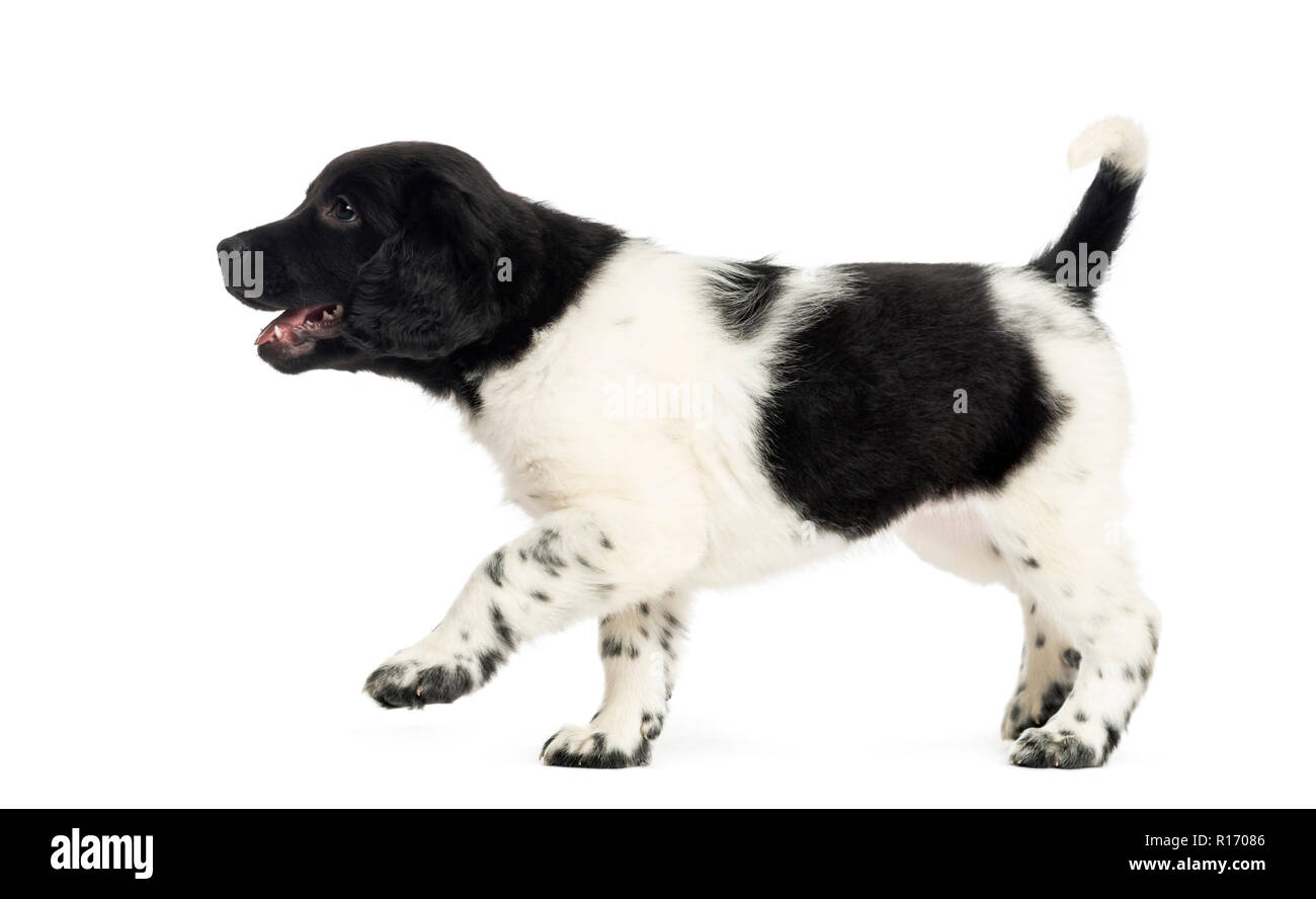 Side view of a Stabyhoun puppy walking happily, isolated on white Stock ...
