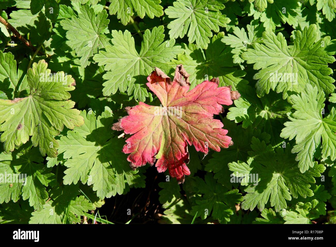 One red geranium leaf standing out against all the green daring to be different and individual Stock Photo