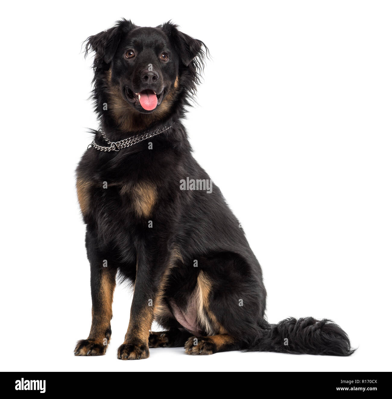 Crossbreed dog sitting, panting, isolated on white Stock Photo - Alamy - Interbreed That Involve Dog Panting Passion Motivate