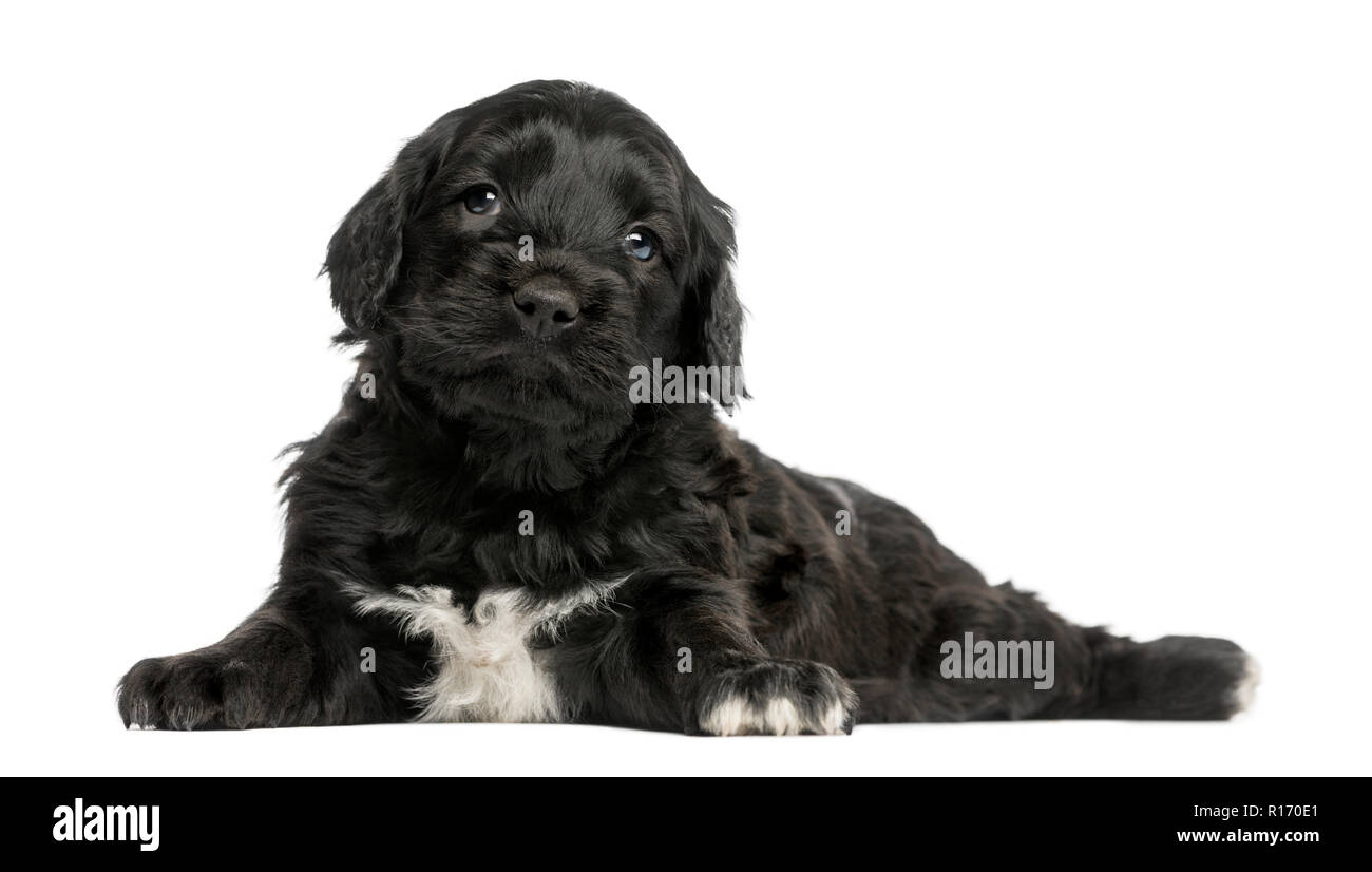 Portuguese Water Dog (6 weeks old) isolated on white Stock Photo