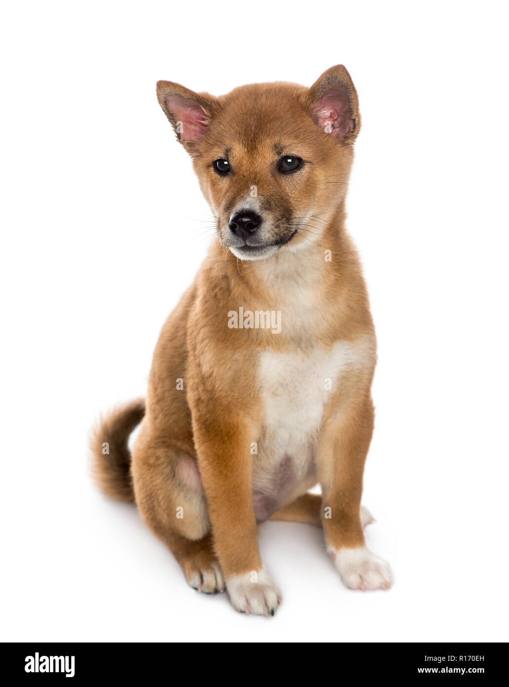 Shiba inu store 3 months
