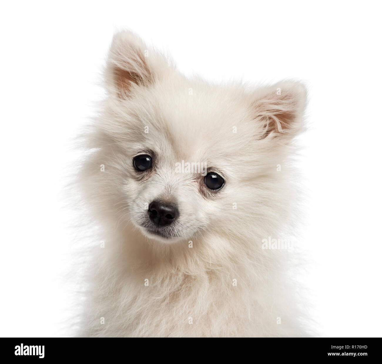 Headshot Of A German Spitz Puppy 6 Months Old Stock Photo Alamy