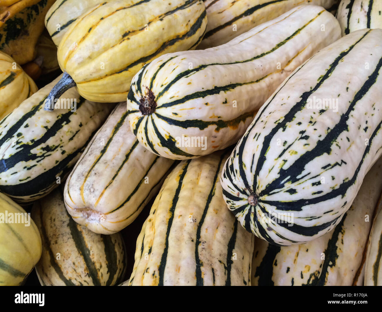 Decorative Gourds at farmers Market on Union Square New York Stock Photo