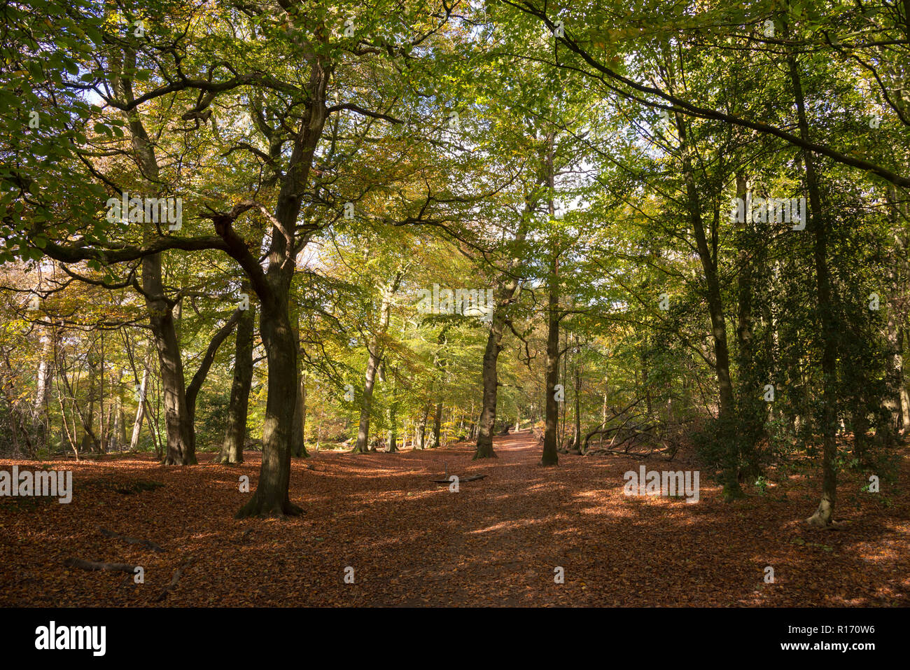 Autumnal woodland at Alderley Edge in the CHeshire countryside, England. Stock Photo
